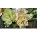 SUMMER CLEARANCE ! Spring Summer Door Wreath  Peach Hydrangea    323130250564